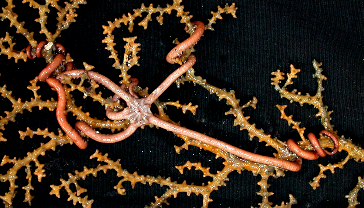 Brittle stars on corals opportunists or partners? MARINE